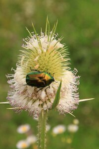 Dipsacus green june