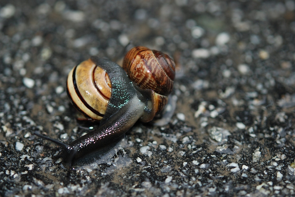 Mating copulation mollusk