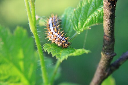 Small insects nature
