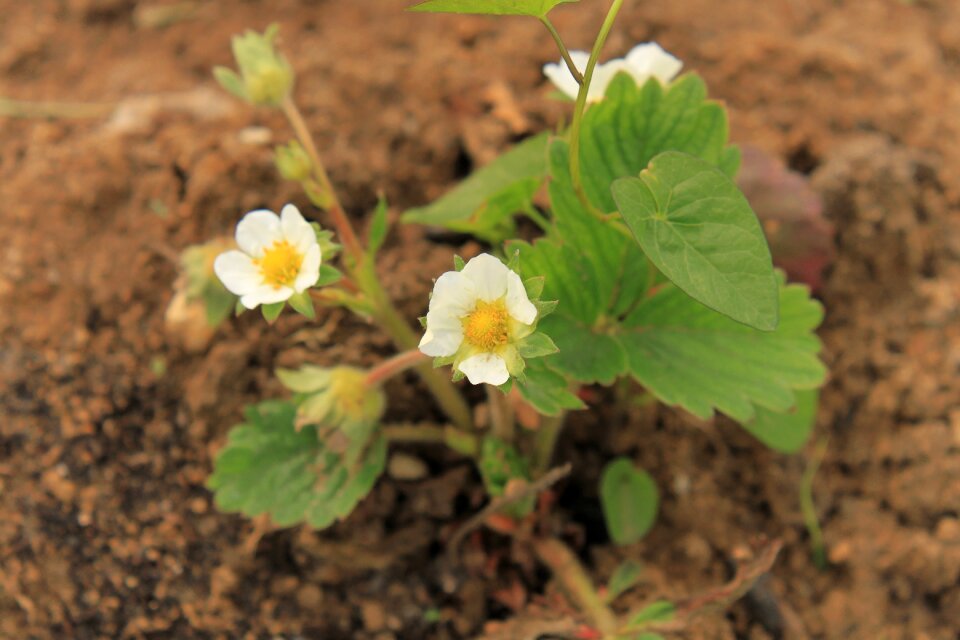 White plants spring