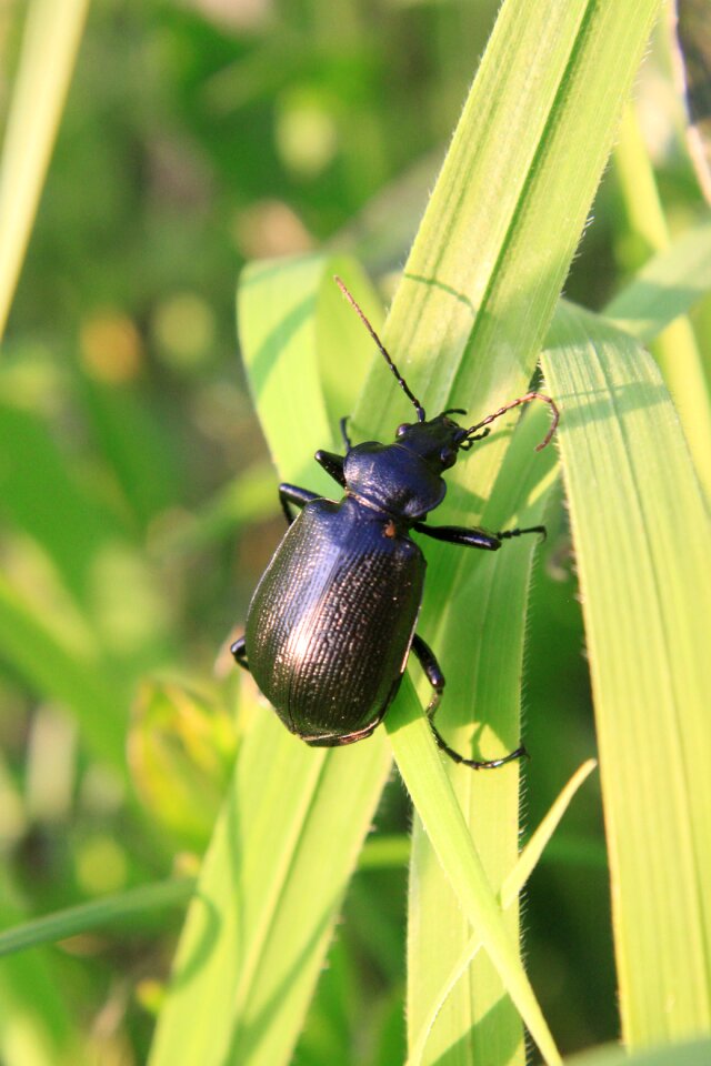 Carabidae caterpillar grass