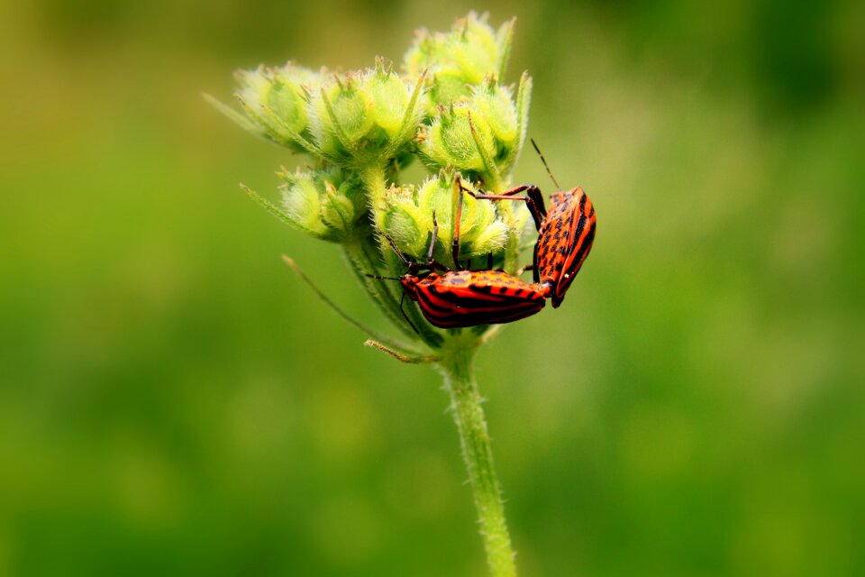 Copulation graphosoma lineatum