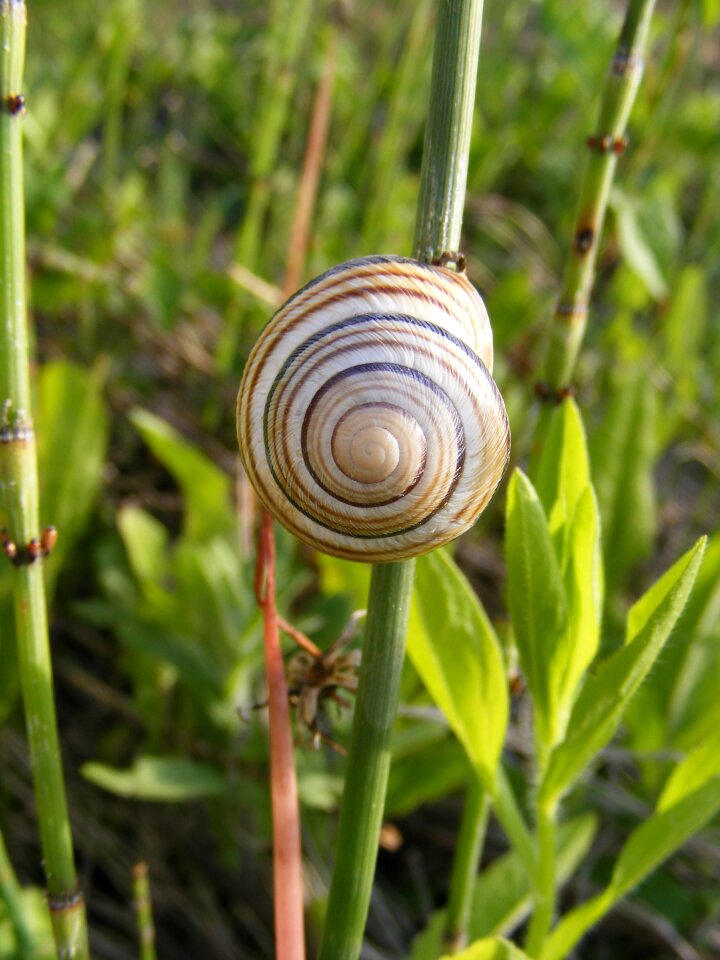 Gastropoda grass green