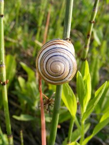 Gastropoda grass green