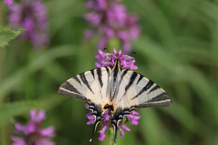 Iphiclides podalirius scarce photo