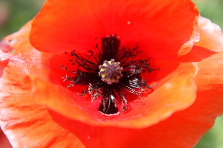 Poppies poppy red