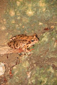 Frog mountain animals
