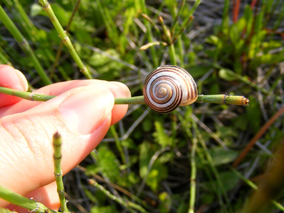 Gastropoda grass green