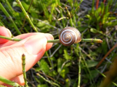Gastropoda grass green
