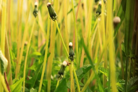 Green stalks stems