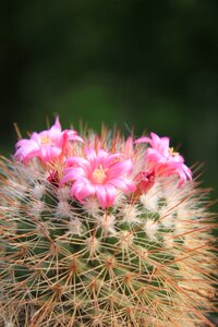 Flowers pink small