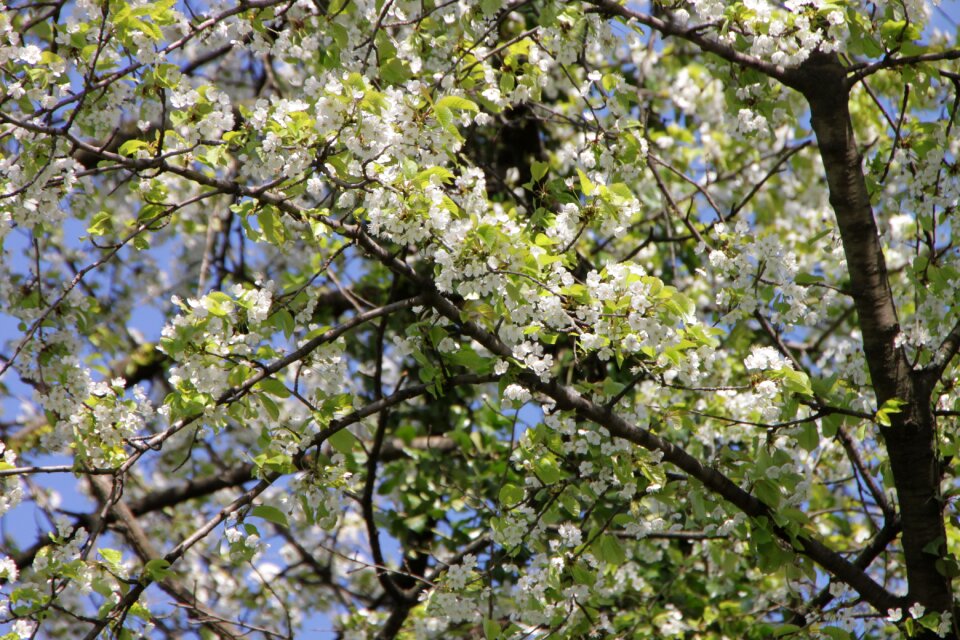 Flowers nature spring
