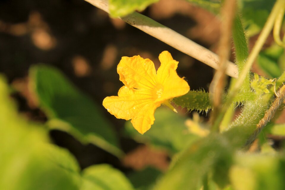 Male yellow plants