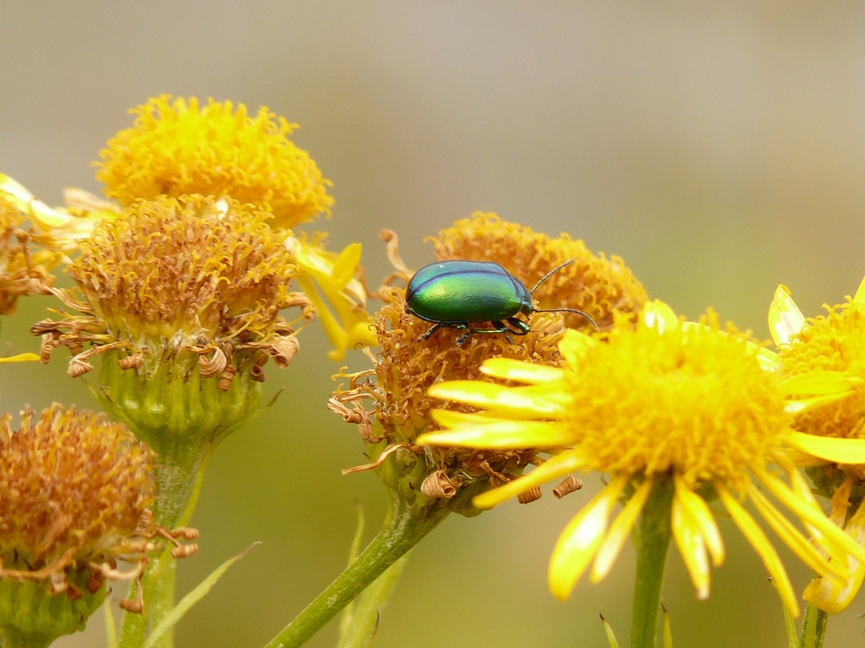 Iridescent insect arnica