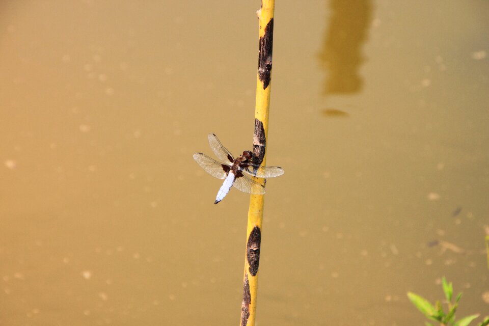 Water willow insects
