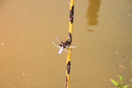 Water willow insects