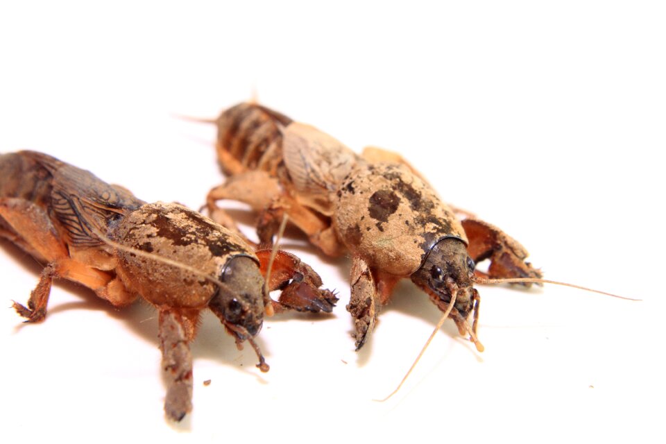 Gryllotalpa mole pest
