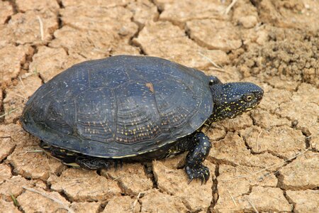 Green reptilian tortoises