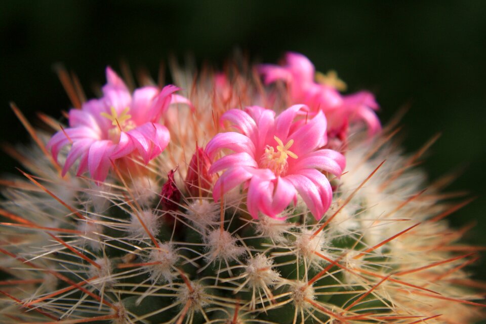 Flowers pink small
