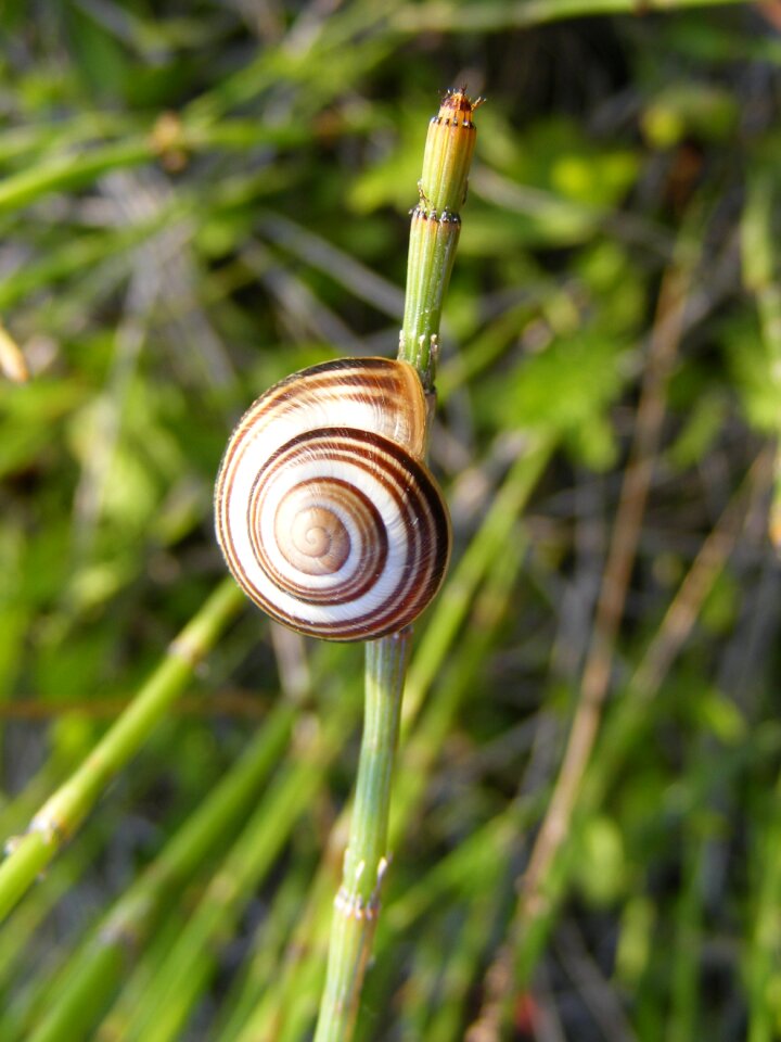 Gastropoda grass green