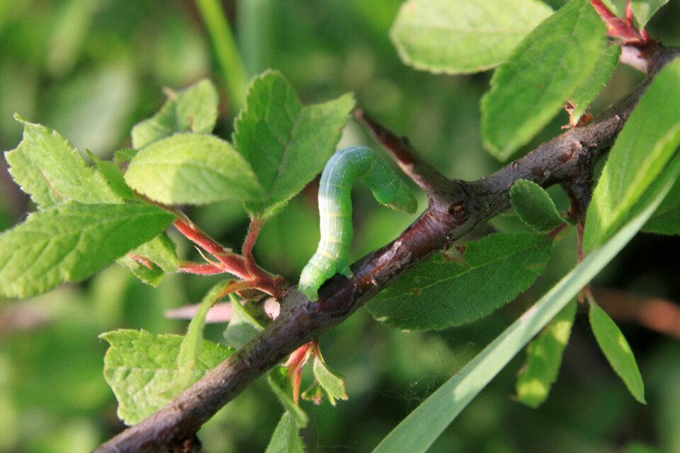 Small insects nature
