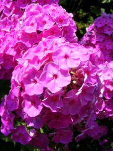 Paniculata perennial phlox photo