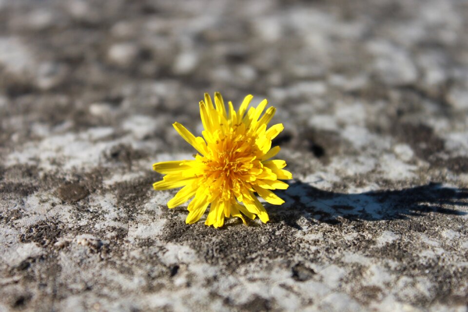 Flowers stone sunny