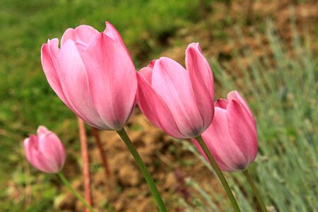 Pink tulip plants photo