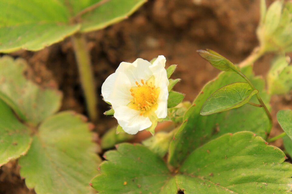 White plants spring