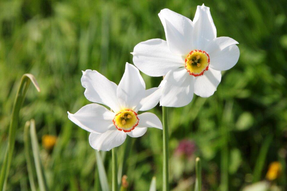 Geranium jonquils narcissus