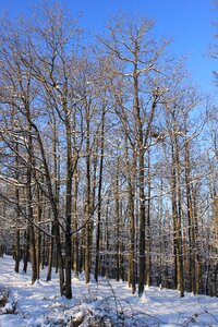 Sky snowy trees photo