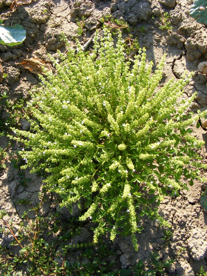Flowers minimum ocymum