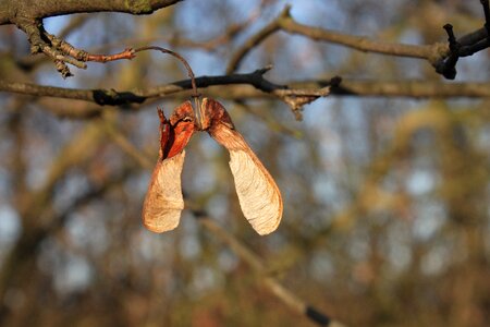 Seeds sycamore autumn