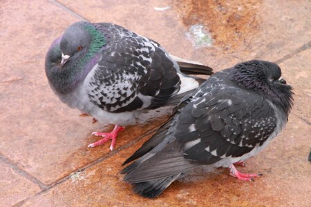 Sleeping winter birds