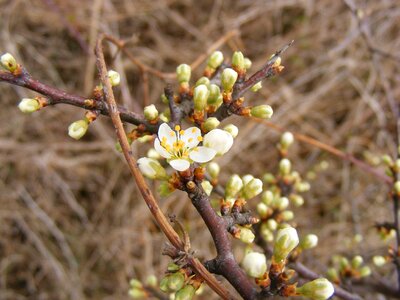 Prunus sloe spinosa photo