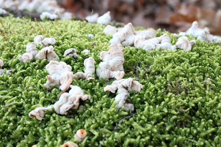 Moss stump tree