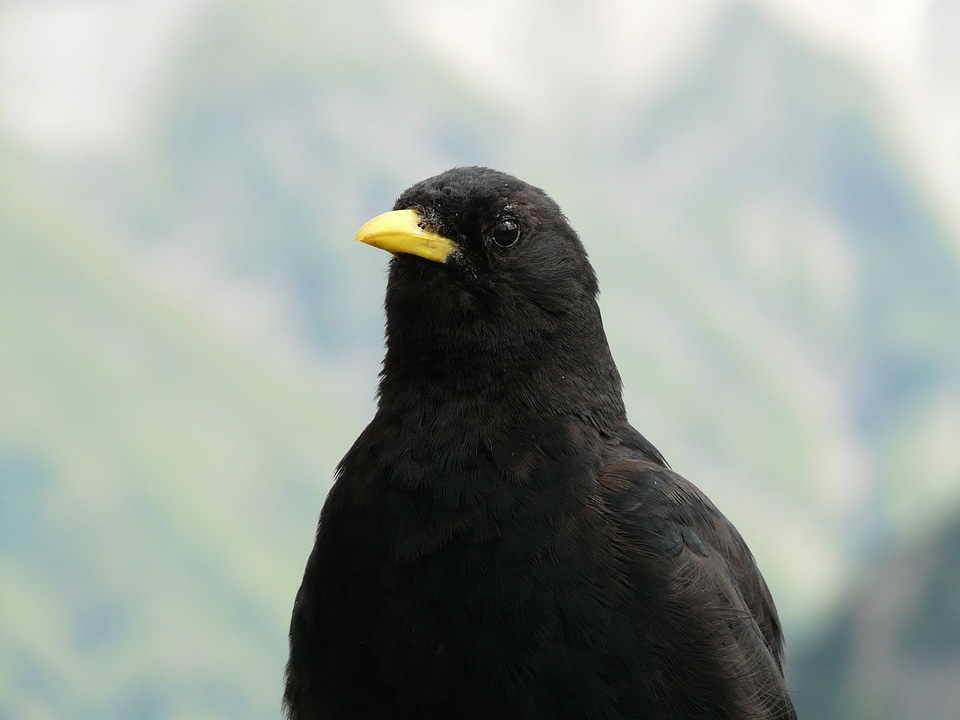 Jochdohle bird raven bird corvidae