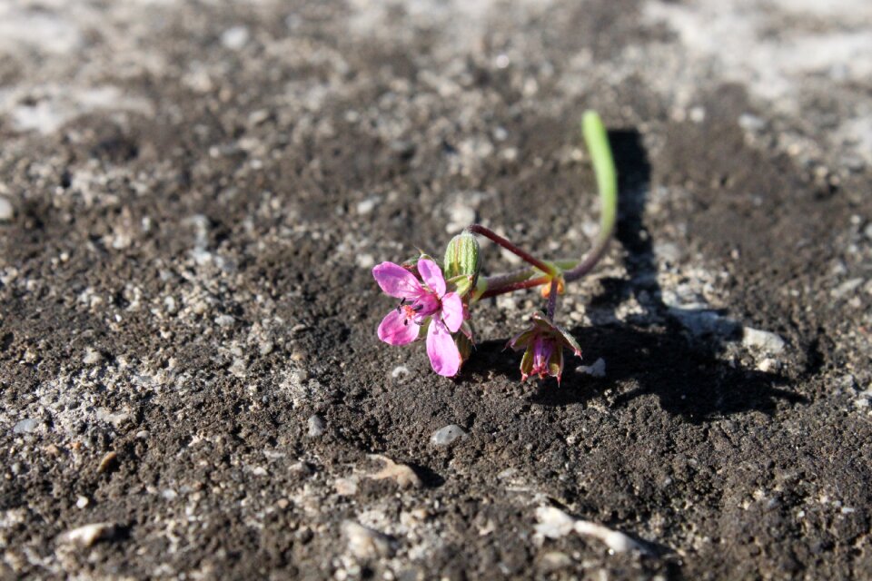 Flowers stone sunny