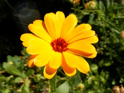 Flowers homeopathic marigold