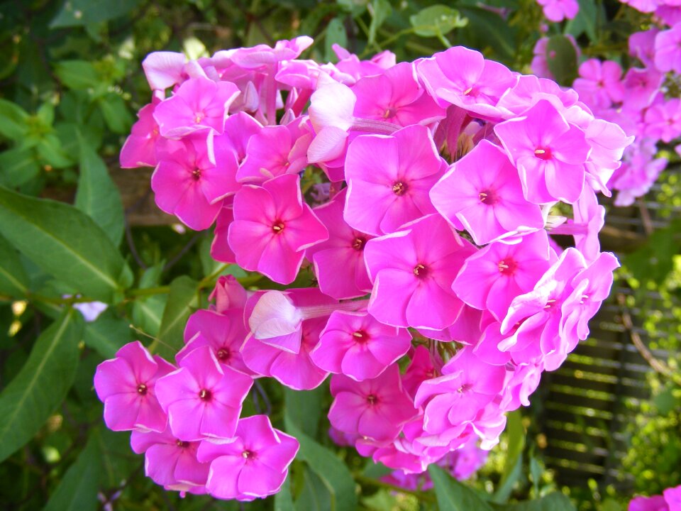 Paniculata perennial phlox