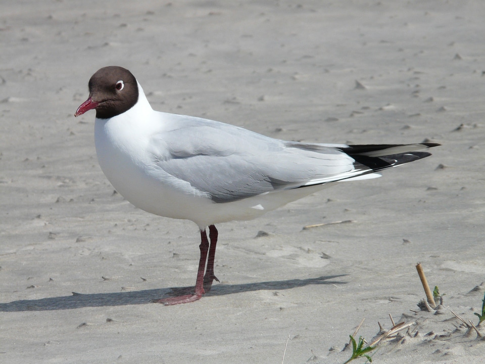 Chroicocephalus ridibundus larus ridibundus water bird