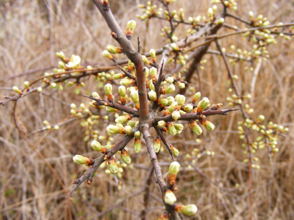 Prunus sloe spinosa