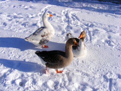 Goose road snow photo