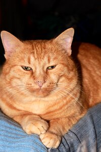 Garfield head kitty