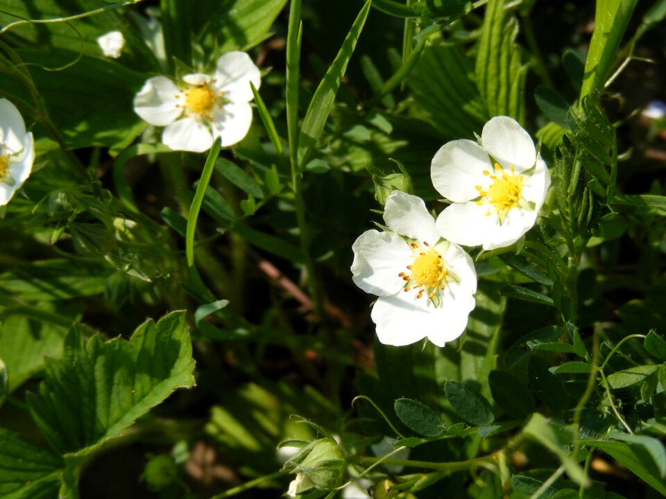 Strawberries white wild
