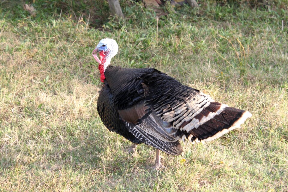 Poultry turkey birds