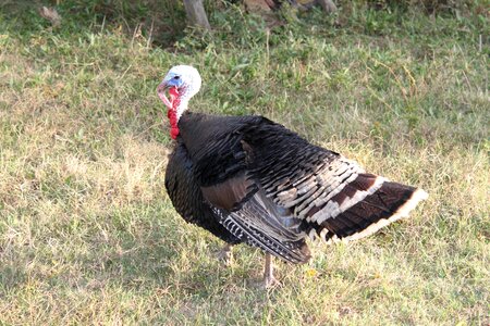 Poultry turkey birds