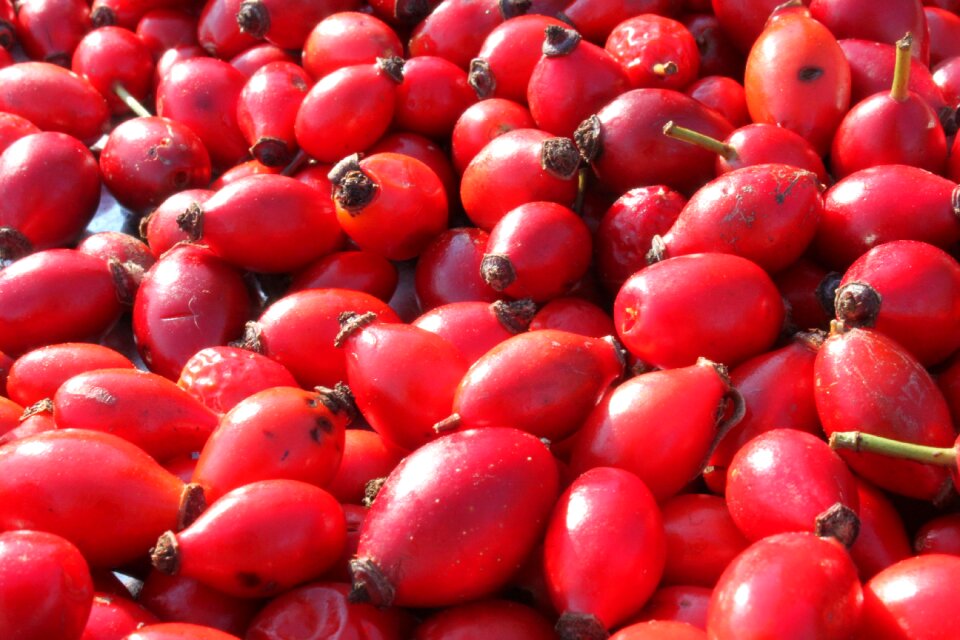 Flavonoids hips rose