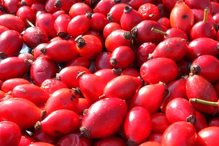 Flavonoids hips rose