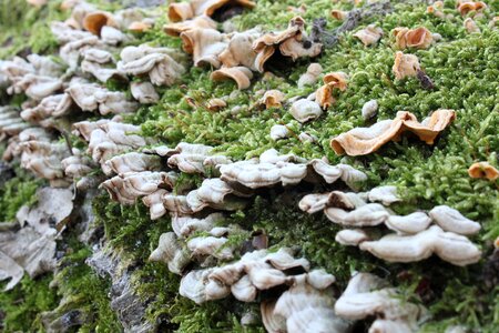 Moss stump tree